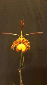 Psychopsis Mendenhall