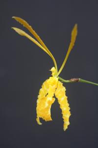 Psychopsis Mendenhall