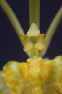 Psychopsis Mendenhall