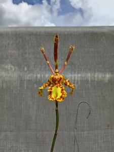 Psychopsis Mendenhall