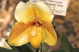 Paphiopedilum Lunacy