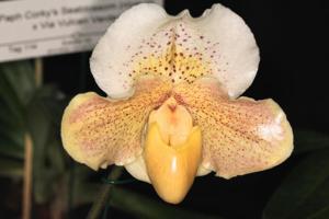 Paphiopedilum Lunacy