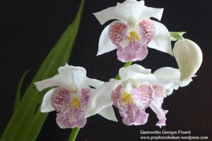 Gastrorchis Georges Fleurié