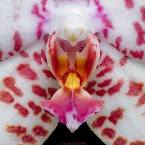 Phalaenopsis Brother Princess