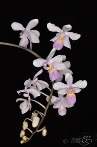 Phalaenopsis Cellinde