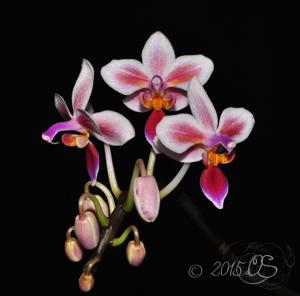 Phalaenopsis Silbergrube