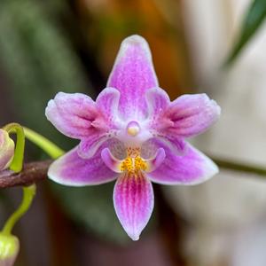 Phalaenopsis Silbergrube