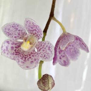 Sarcochilus Verolica