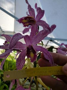 Laelia Wellesley