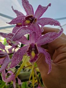 Laelia Wellesley