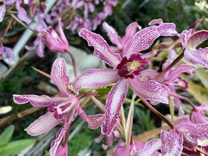 Laelia Wellesley