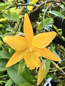 Cattlianthe Gold Nugget