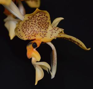 Stanhopea Ronsard