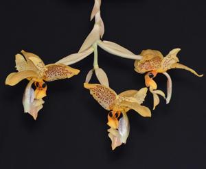 Stanhopea Ronsard