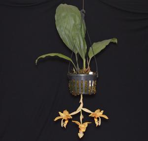 Stanhopea Ronsard