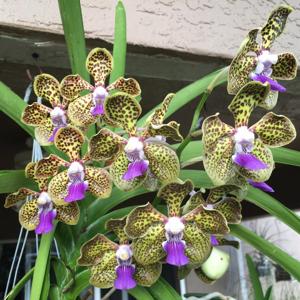 Papilionanda Cindy Banks