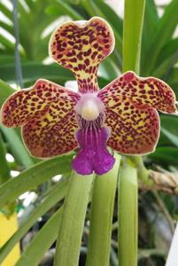 Papilionanda Cindy Banks