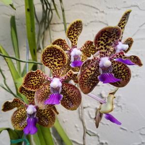 Papilionanda Cindy Banks