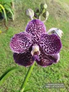 Vanda Fuchs Fortune