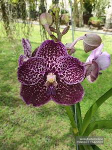 Vanda Fuchs Fortune