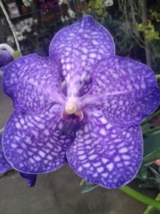 Vanda Golamco's Blue Magic