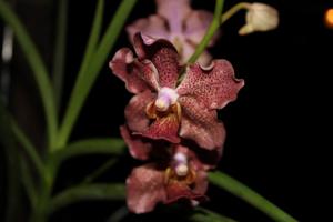 Papilionanda Udorn Sunshine