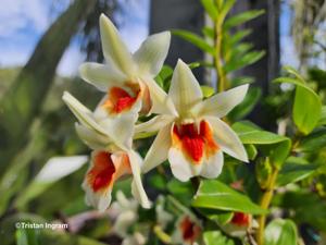 Dendrobium Green Lantern