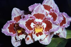 Oncidium Carisette