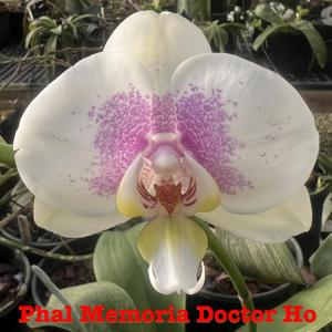 Phalaenopsis Memoria Doctor Ho