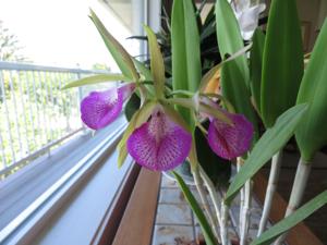 Brassocattleya Nodata