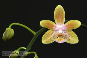 Phalaenopsis Helene Burkhardt