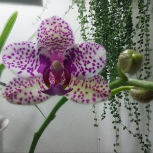 Phalaenopsis Samba