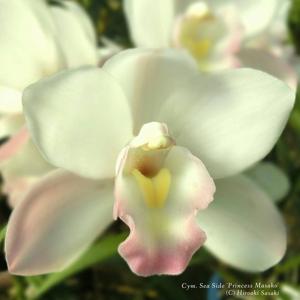 Cymbidium Seaside