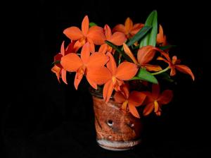 Cattleya Kathrin Röllke