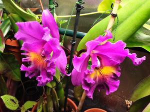 Rhyncholaeliocattleya King of Taiwan