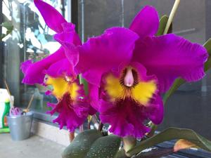 Rhyncholaeliocattleya King of Taiwan