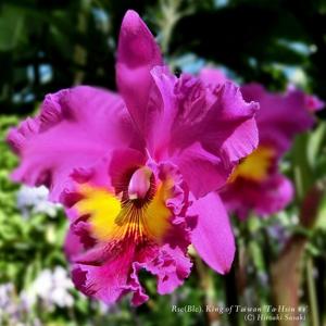 Rhyncholaeliocattleya King of Taiwan