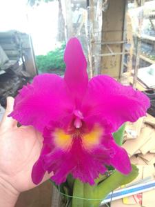 Rhyncholaeliocattleya King of Taiwan