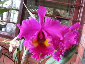 Rhyncholaeliocattleya King of Taiwan