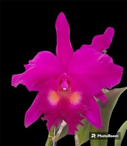 Rhyncholaeliocattleya King of Taiwan