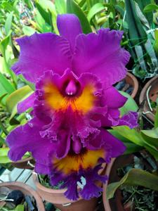 Rhyncholaeliocattleya King of Taiwan