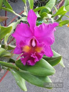 Rhyncholaeliocattleya King of Taiwan