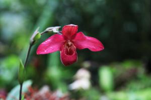 Phragmipedium Peruflora's Cirila Alca