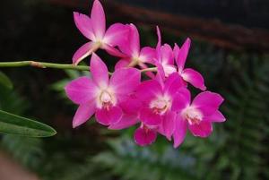 Williamcookara Tropical Snowflake