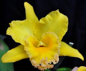 Rhyncholaeliocattleya His Light