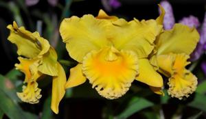 Rhyncholaeliocattleya His Light