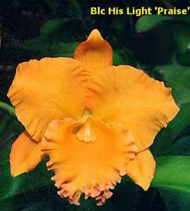 Rhyncholaeliocattleya His Light