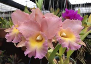 Rhyncholaeliocattleya Pastel Queen