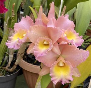 Rhyncholaeliocattleya Pastel Queen