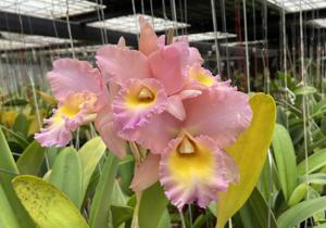 Rhyncholaeliocattleya Pastel Queen